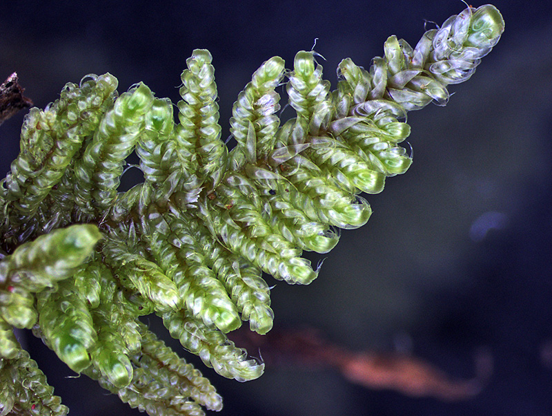 https://www.nzplants.auckland.ac.nz/en/about/mosses/native-species/hypnaceae/hypnum-chrysogaster.html